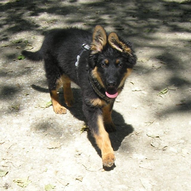 Renzo skoro 4 měs. 8.jpg